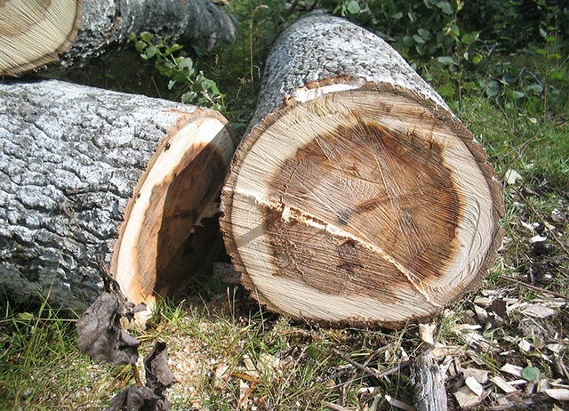 straight-felling-tree