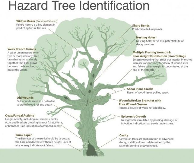 tree-hazards