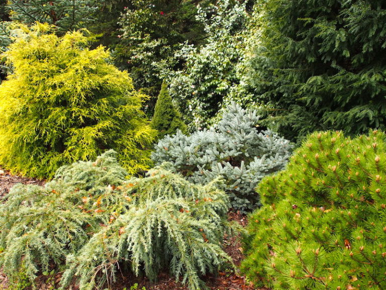 Conifer Care & Conifer Hedging | Epic Tree Care