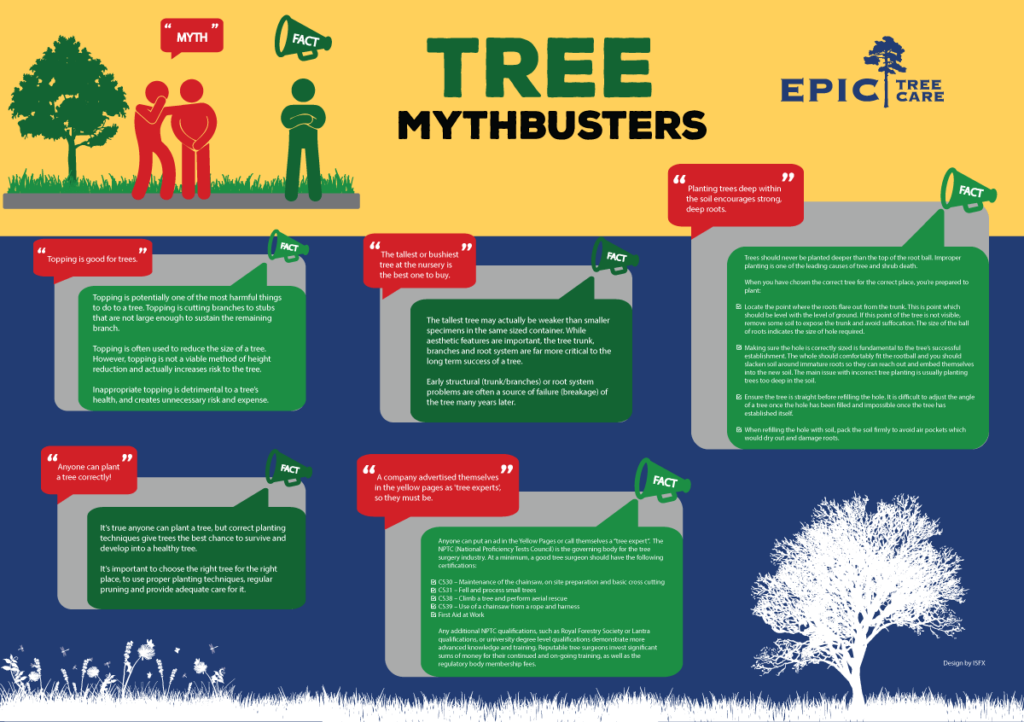 Tree Mythbusters Dispelling Myths and Sharing Tree Facts