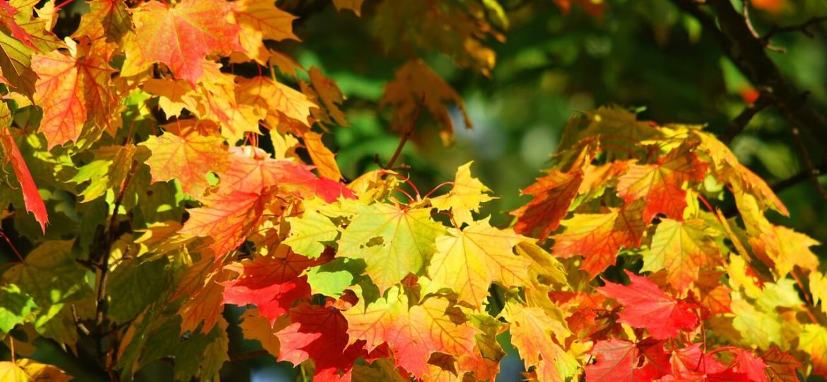 Autumn-Colour-Trees-for-your-garden