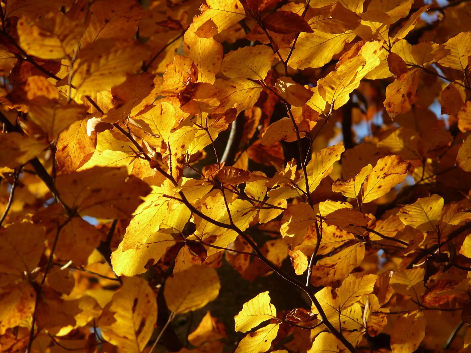 Autumn Colour Trees For Your Garden | Epic Tree Care