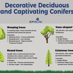 conifers-and-deciduous-trees