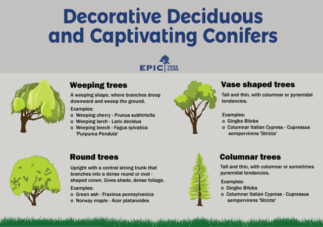 conifers-and-deciduous-trees