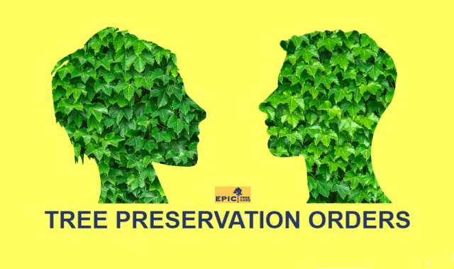tree-protection-order