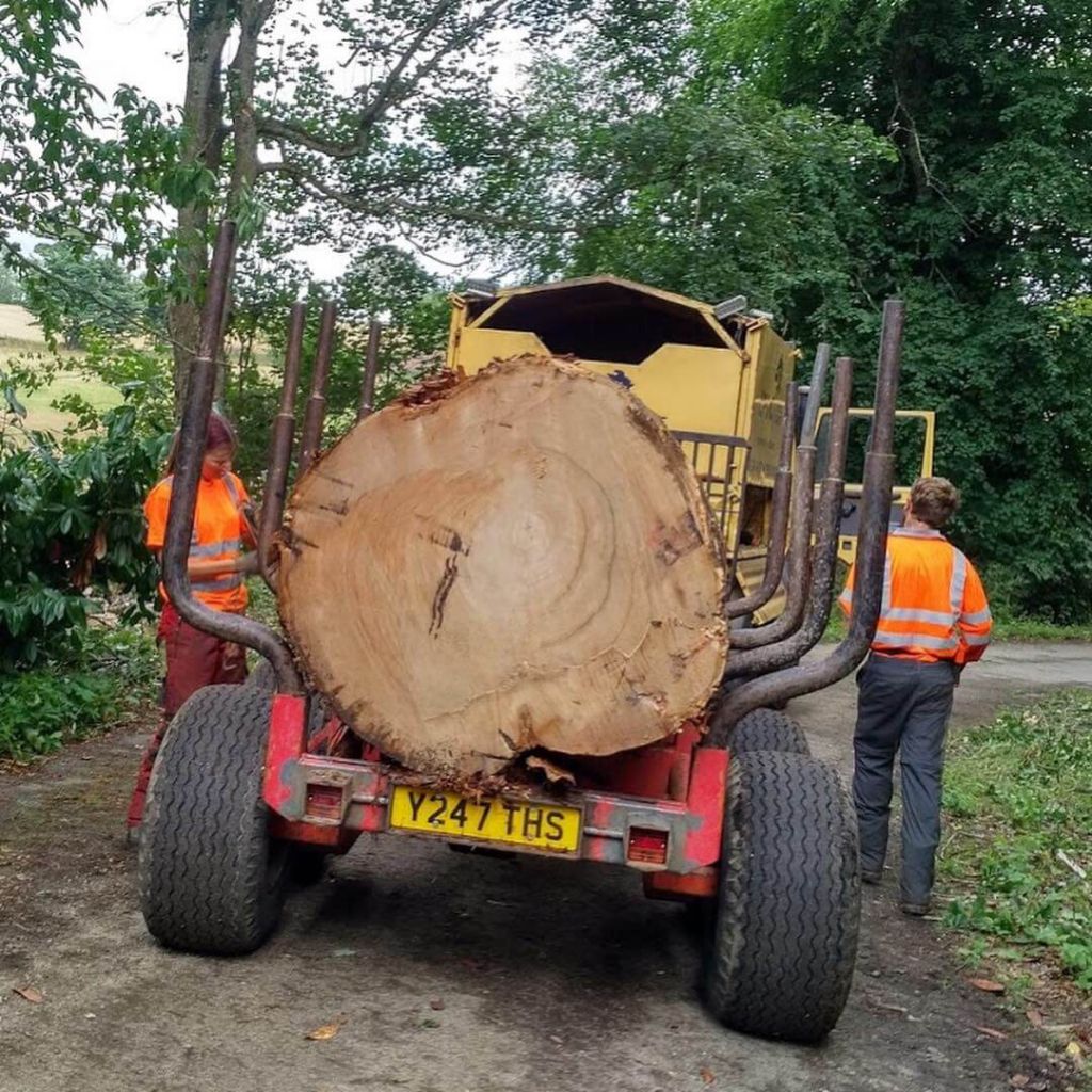 commercial-tree-services forestry machinery log