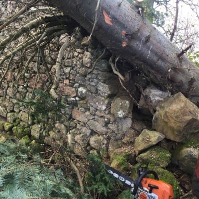 emergency tree removal professional tree surgery services fallen tree storm damage