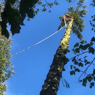 tree surgery services