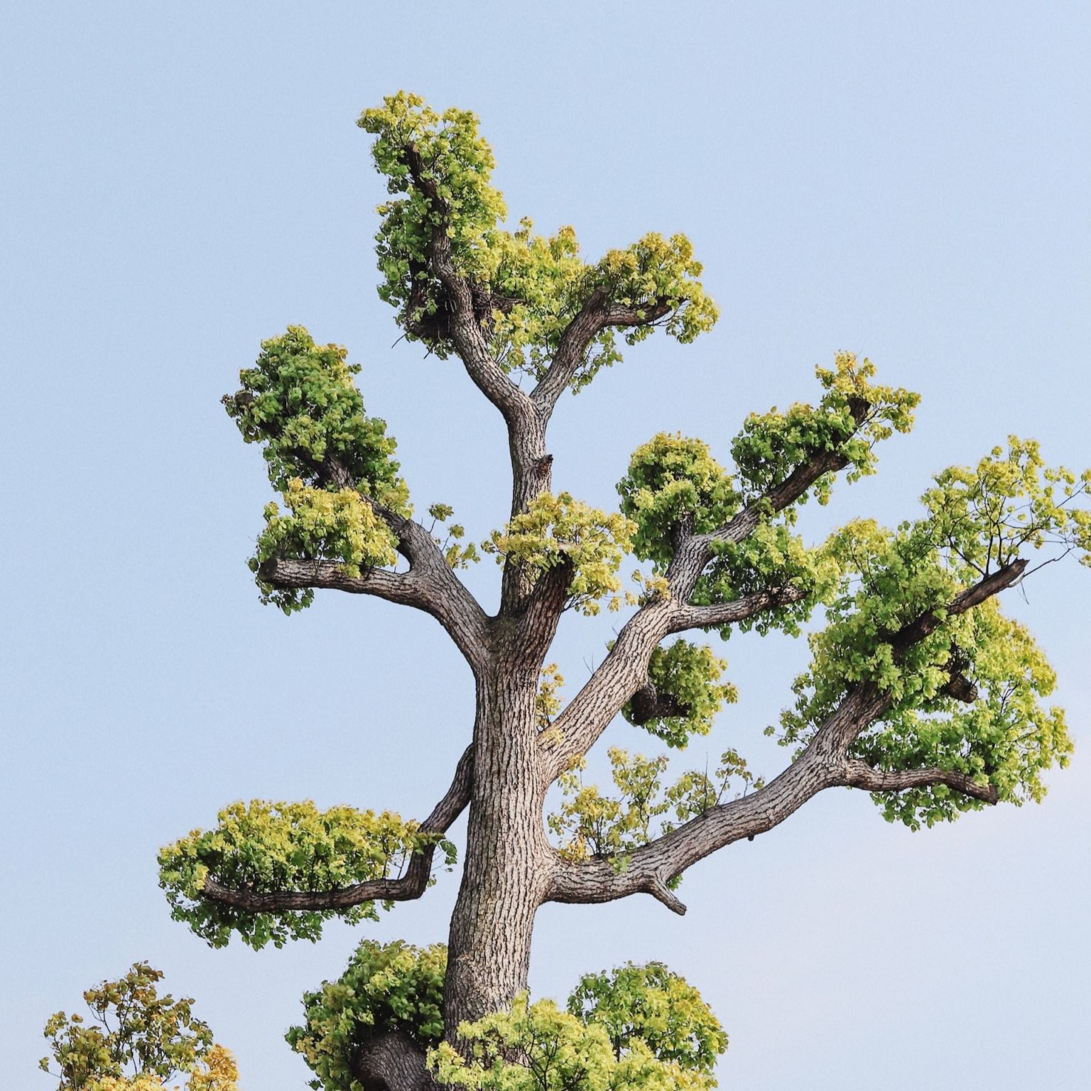 Tree Pollarding Services Tree Pollarding in Moray & Aberdeen