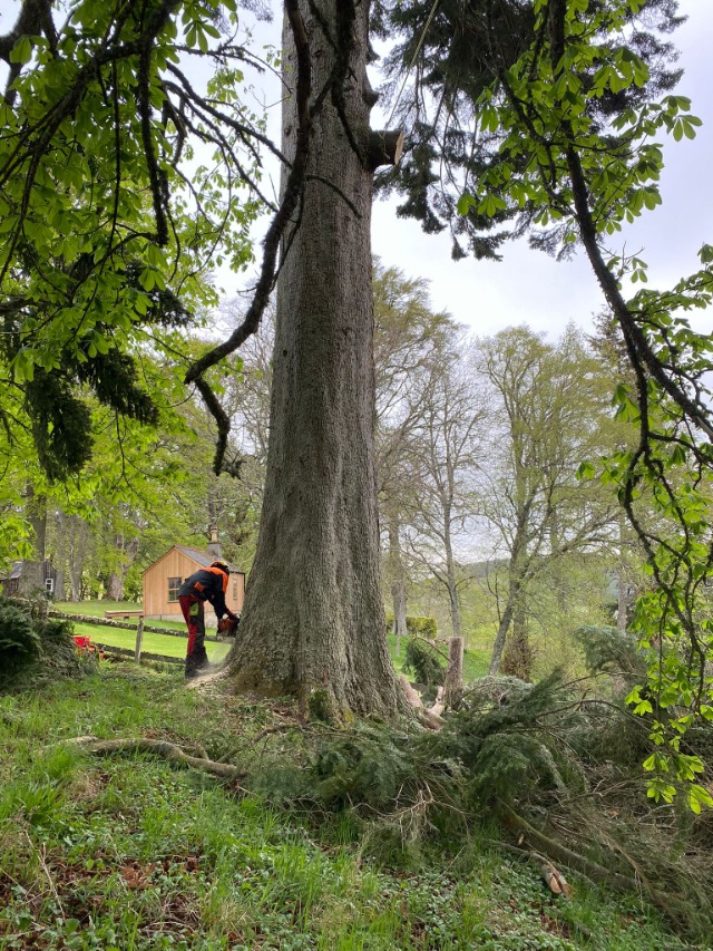 Tree Felling in Aberdeenshire