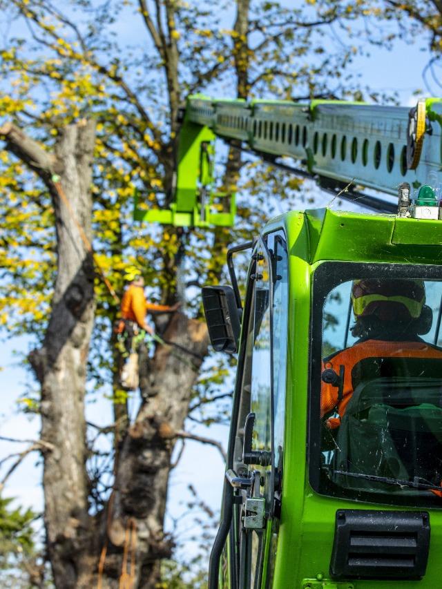 Tree Removal in Aberdeenshire 001
