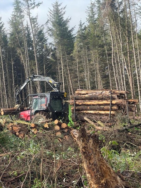 Woodland Thinning in Aberdeenshire & Moray