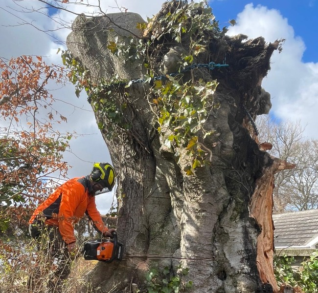 tree-services-forres