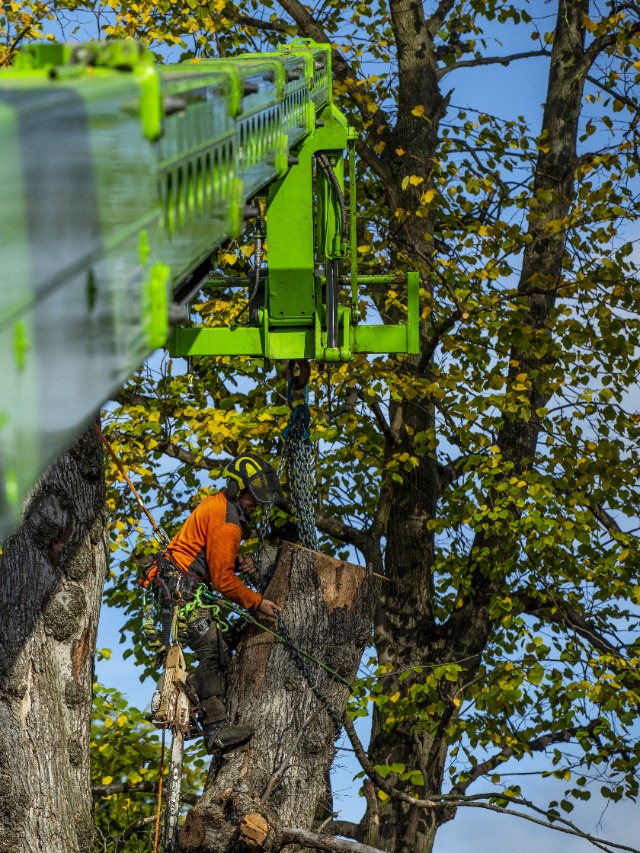 tree-removal-in-kingston