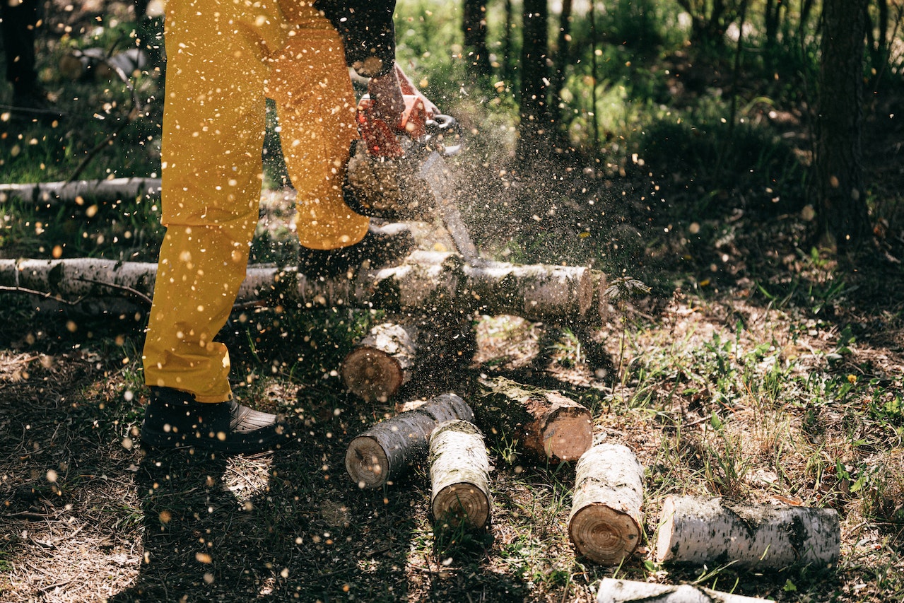 do-tree-surgeons-need-qualifications-epic-tree-care