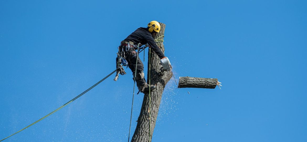 how-to-choose-a-tree-surgeon