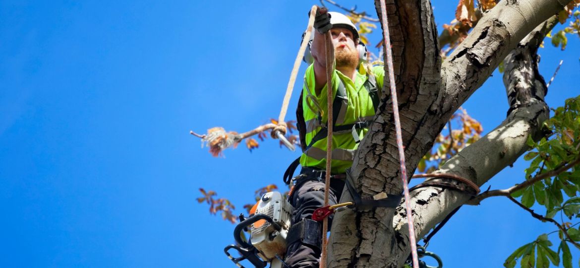How-do-tree-surgeons-climb-trees