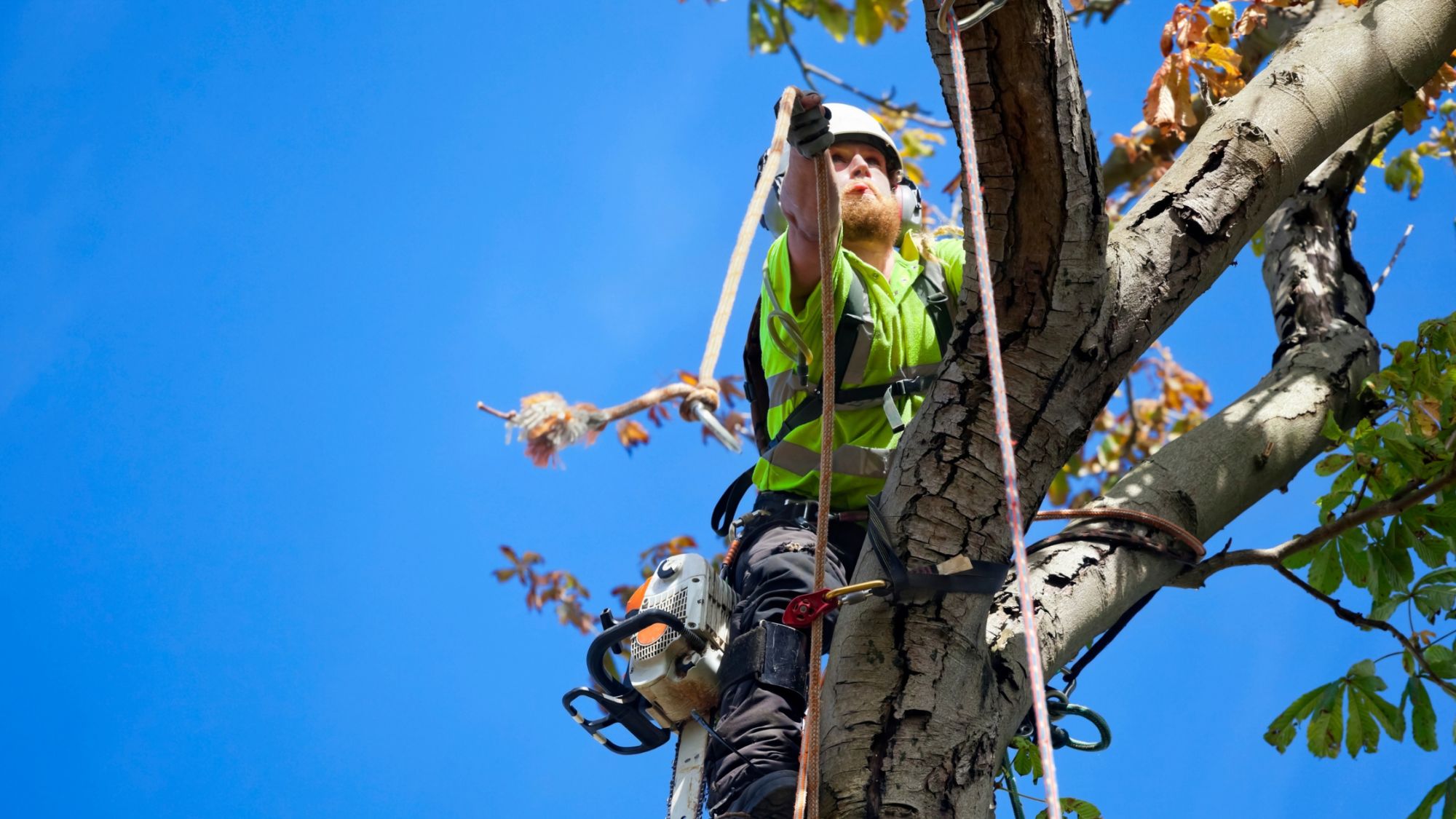 How to climb SRT / SRS, beginner tree climbing