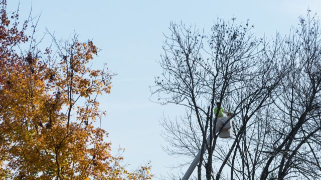 How-often-should-trees-be-inspected