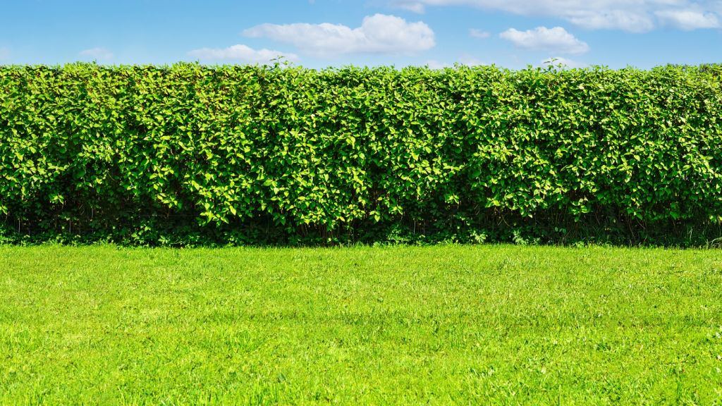 When-to-Trim-Hedges