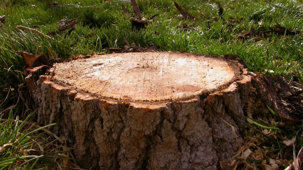 how-to-kill-a-tree-stump