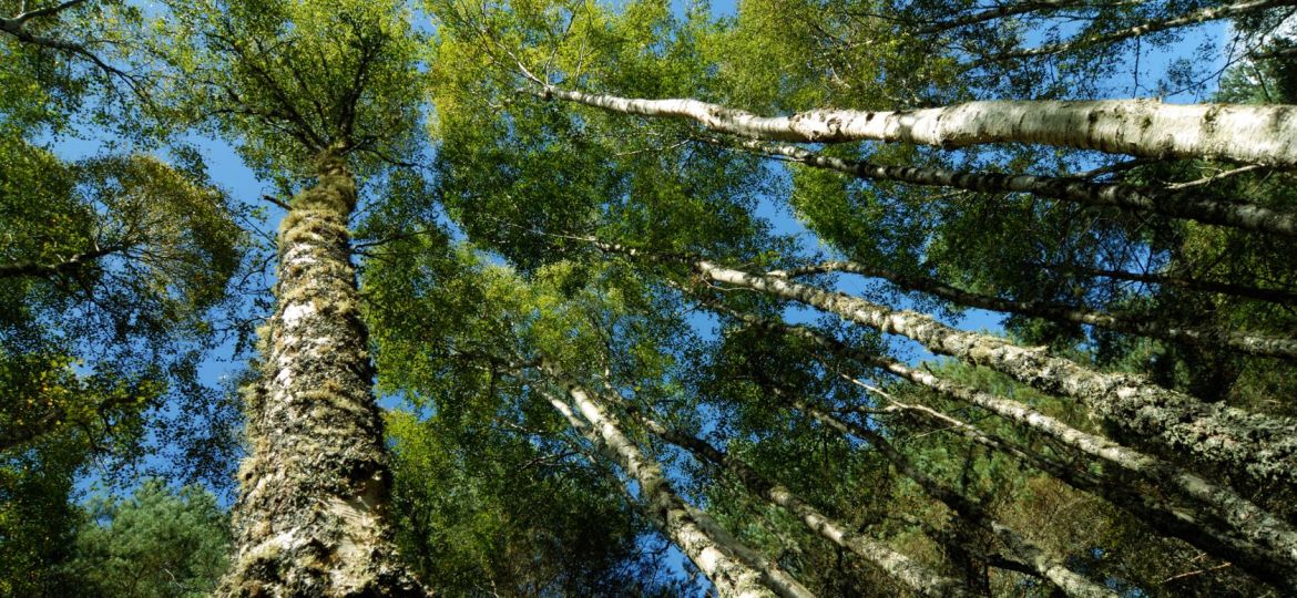 How-To-Trim-a-Tree-That-Is-Too-Tall