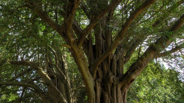 how-to-find-out-if-a-tree-is-protected