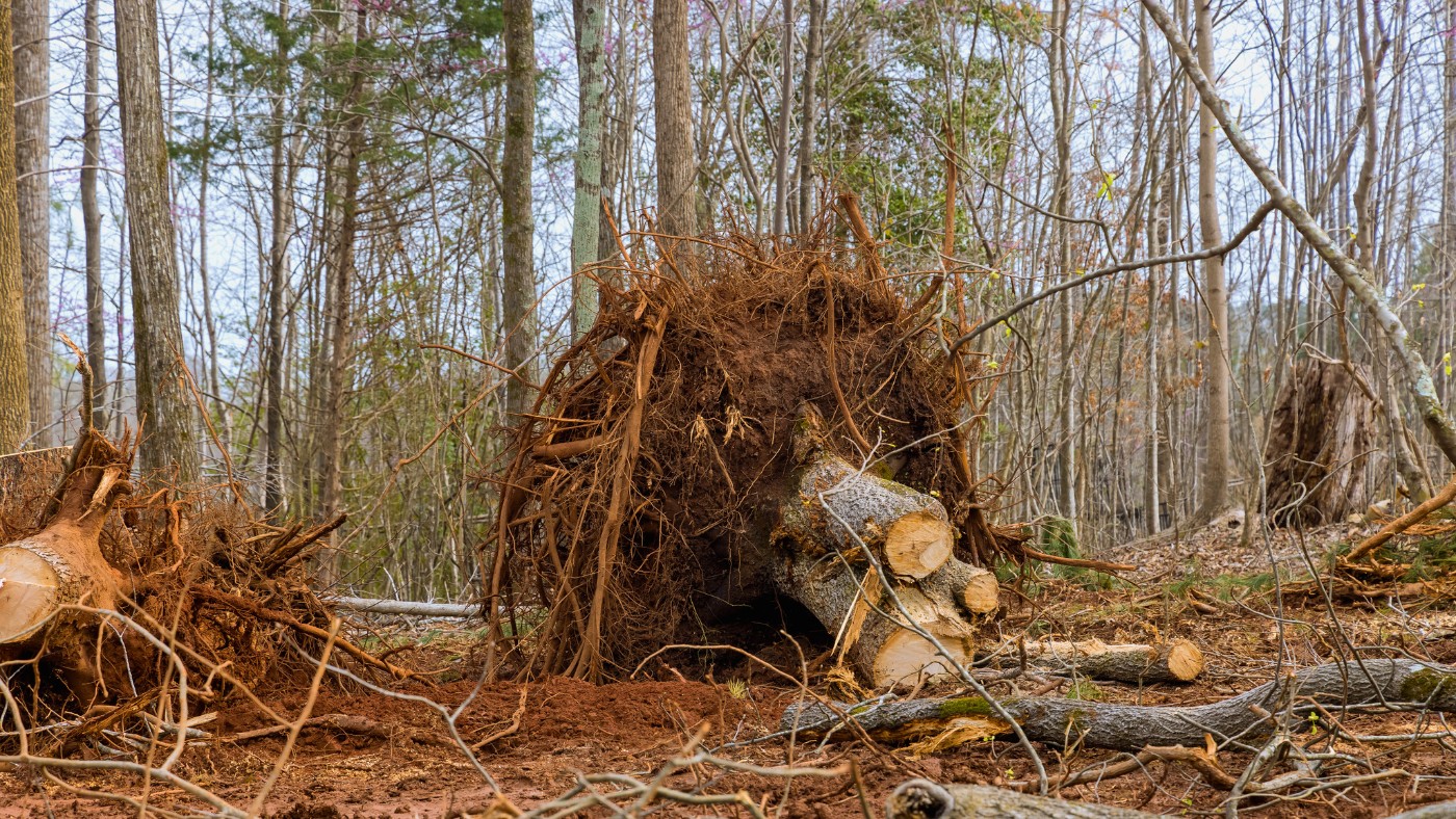 How To Prevent Ground Heave When Removing a Tree