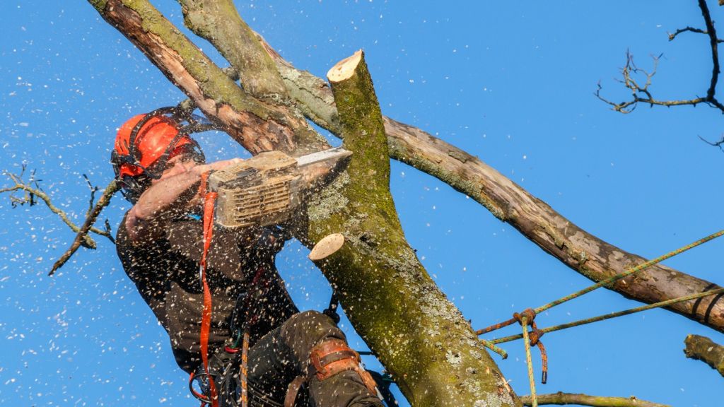 what-does-a-tree-surgeon-do