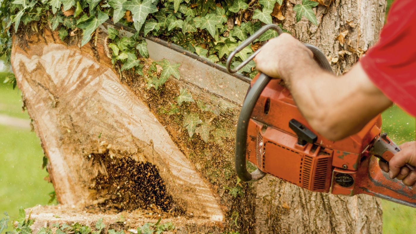 What Is Tree Felling? | Epic Tree Care