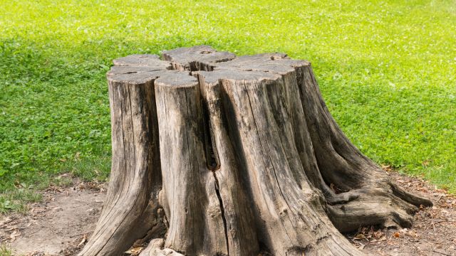 How-To-Remove-a-Tree-Stump