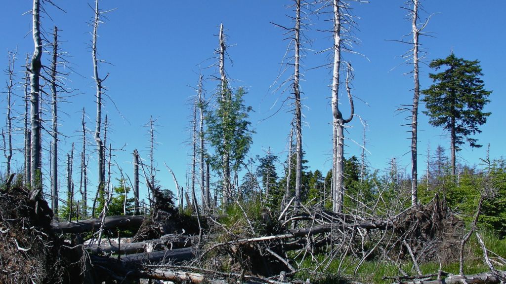 how-to-tell-if-a-tree-is-dying