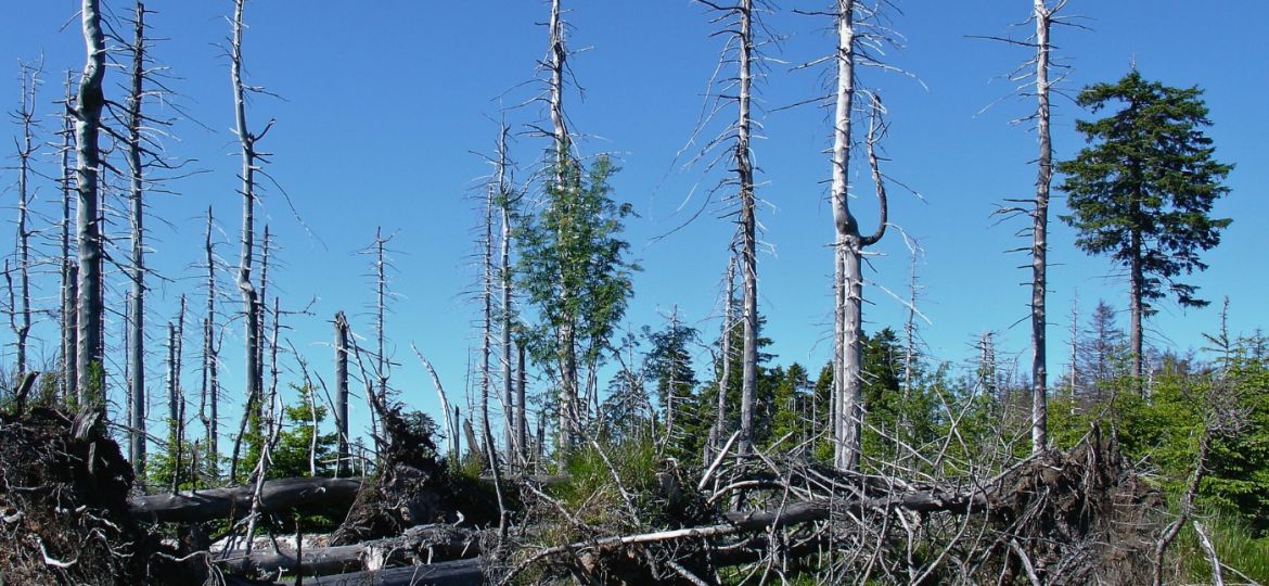 how-to-tell-if-a-tree-is-dying