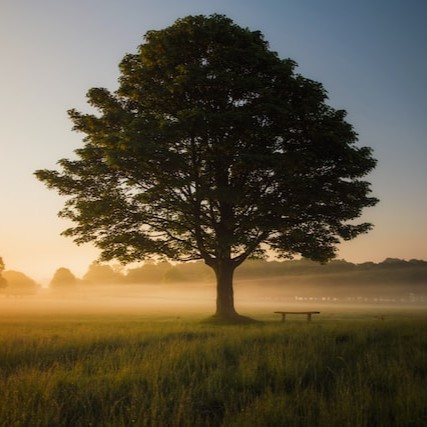 tree-health-assessment