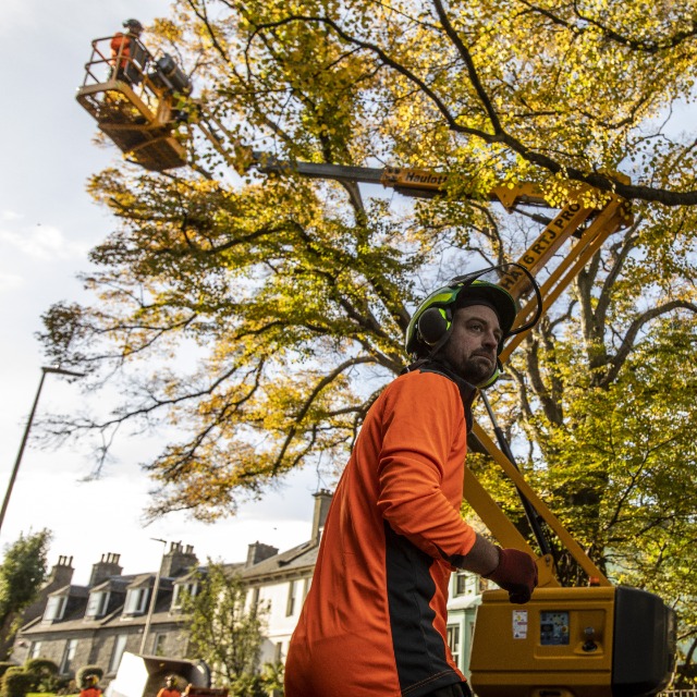 tree-surgeon-scotland