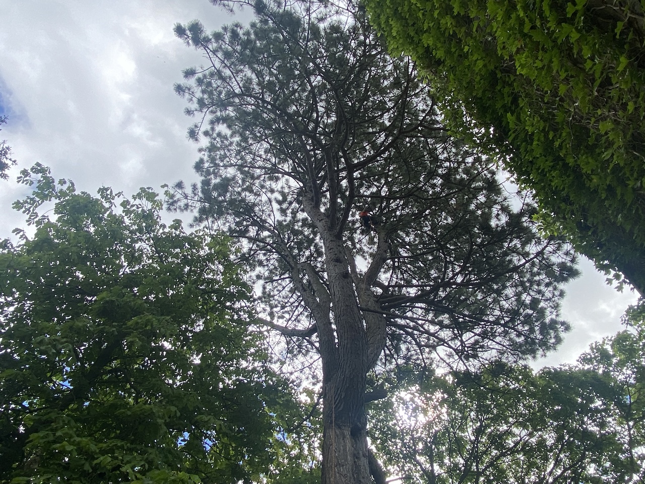 Tree Bracing Services | Moray & Aberdeen | Epic Tree Care