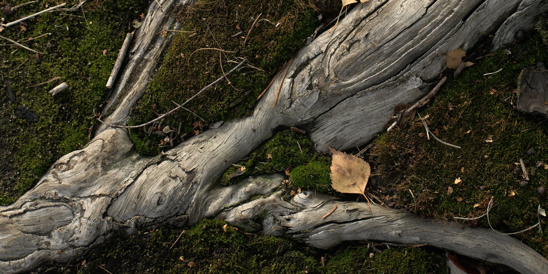 Bush Stump Removal | Epic Tree Care