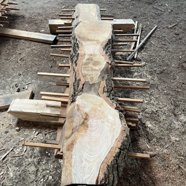 Ash - Board